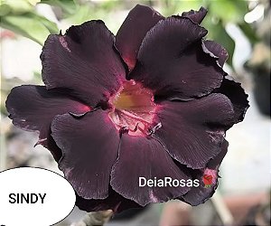 Rosa do deserto SINDY