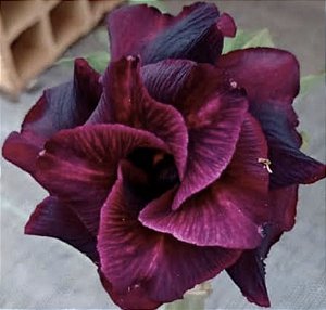 ROSA DO DESERTO LK 400