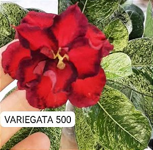 ROSA DO DESERTO VARIEGATA 500