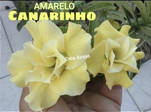 ROSA DO DESERTO AMARELO CANARINHO