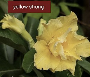 ROSA DO DESERTO YELLOW STRONG