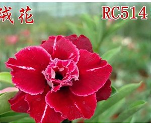 ROSA DO DESERTO RC 514