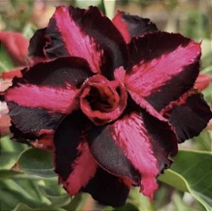 ROSA DO DESERTO BLACK LADY