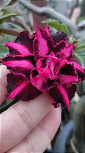 ROSA DO DESERTO BLACK LADY