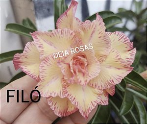 ROSA DO DESERTO FILÓ