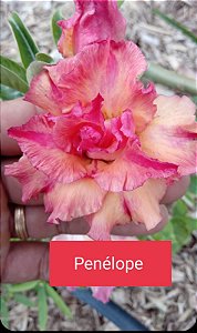ROSA DO DESERTO PENÉLOPE