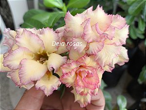 ROSA DO DESERTO DANCING QUEEN