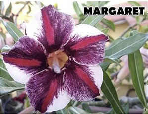ROSA DO DESERTO MARGARETY STAR
