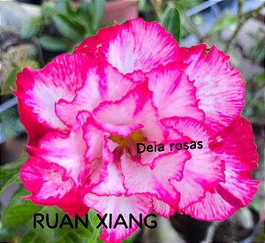 ROSA DO DESERTO RUAN XIANG