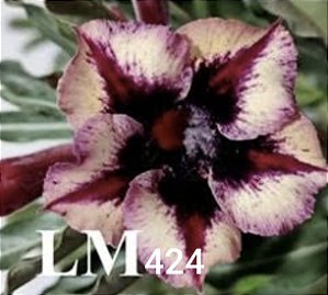 Rosa do deserto LM 424