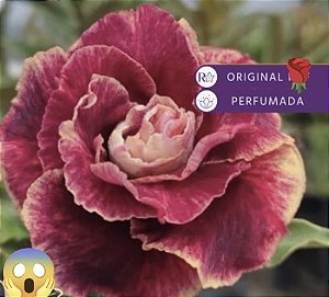 Rosa do deserto Chocolate Cake