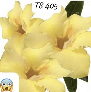 ROSA DO DESERTO TS 405