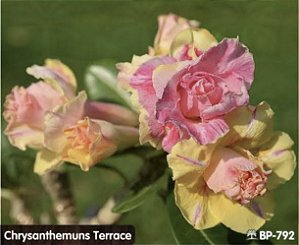 ROSA DO DESERTO CRISÂNTEMO TERRAÇO