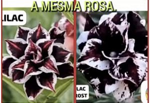 LILAC FROST Adulta