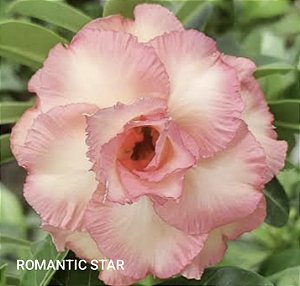 ROSA DO DESERTO ROMANTIC STAR