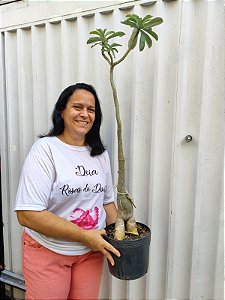 ROSA DO DESERTO JC A29 MATRIZ