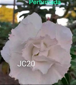 JC 20 Adulta