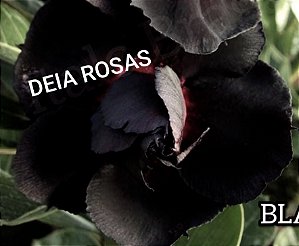 BLACK Rosa do deserto