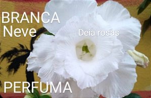 Branca de Neve padrão Perfumada