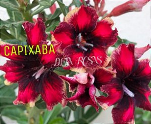 Capixaba baby