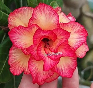 ROSA DO DESERTO RC 23