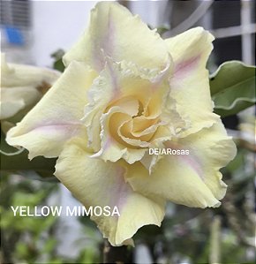 Rosa do deserto YELLOW MIMOSA