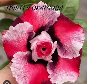 AVARIA MISTER OKAMURA PADRÃO