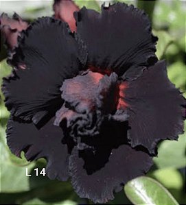 L 14 Adulta Negra