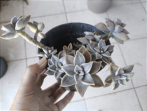 Suculenta - Sedum