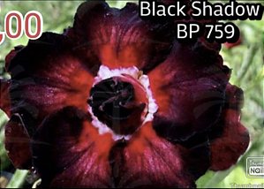 Black shadow MATRIZ