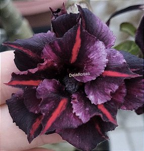 VIUVA DOBRADA Adulta