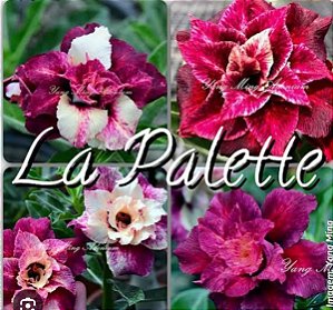 LA PALETTE ADULTA