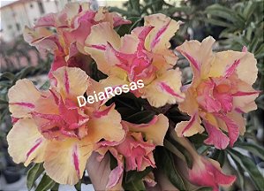 Rosa do deserto THONG