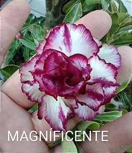MAGNÍFICENT BABY