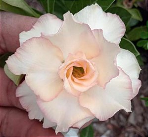 ROSA DO DESERTO ANGELIC DAUGHTER Adulta