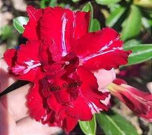 ROSA DO DESERTO PEÇANHA