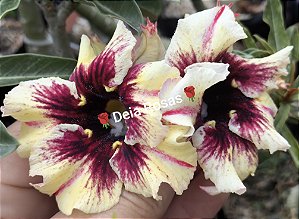 Rosa do deserto LM 937