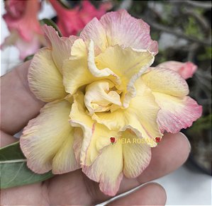 ROSA DO DESERTO TS 26