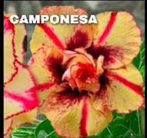 Rosa do deserto Camponesa