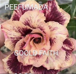 Gold FATH perfumada