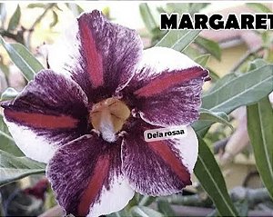 MARGARETH STAR