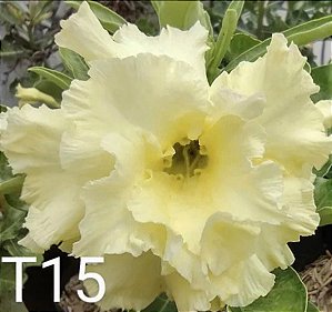 T 15