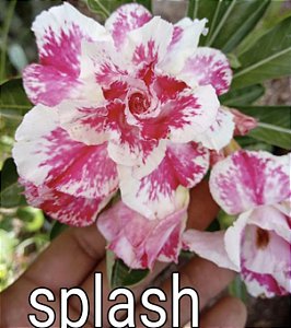 SPLASH