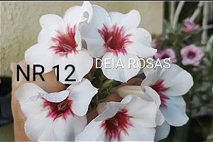 NR 12