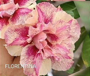 ROSA DO DESERTO FLORENTINA
