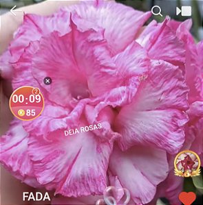 Rosa do deserto Fada MATRIZ