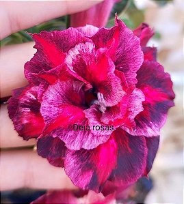 ROSA DO DESERTO SCARLAT