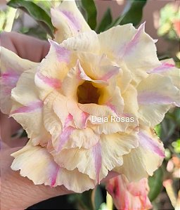 Rosa do deserto Helô, flor porte grande