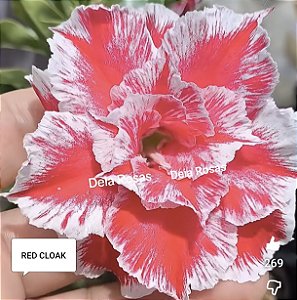 Rosa do Deserto Red Cloak