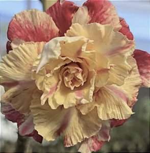 Rosa do deserto genoa